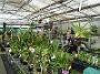 Tinonee-orchids-II 016